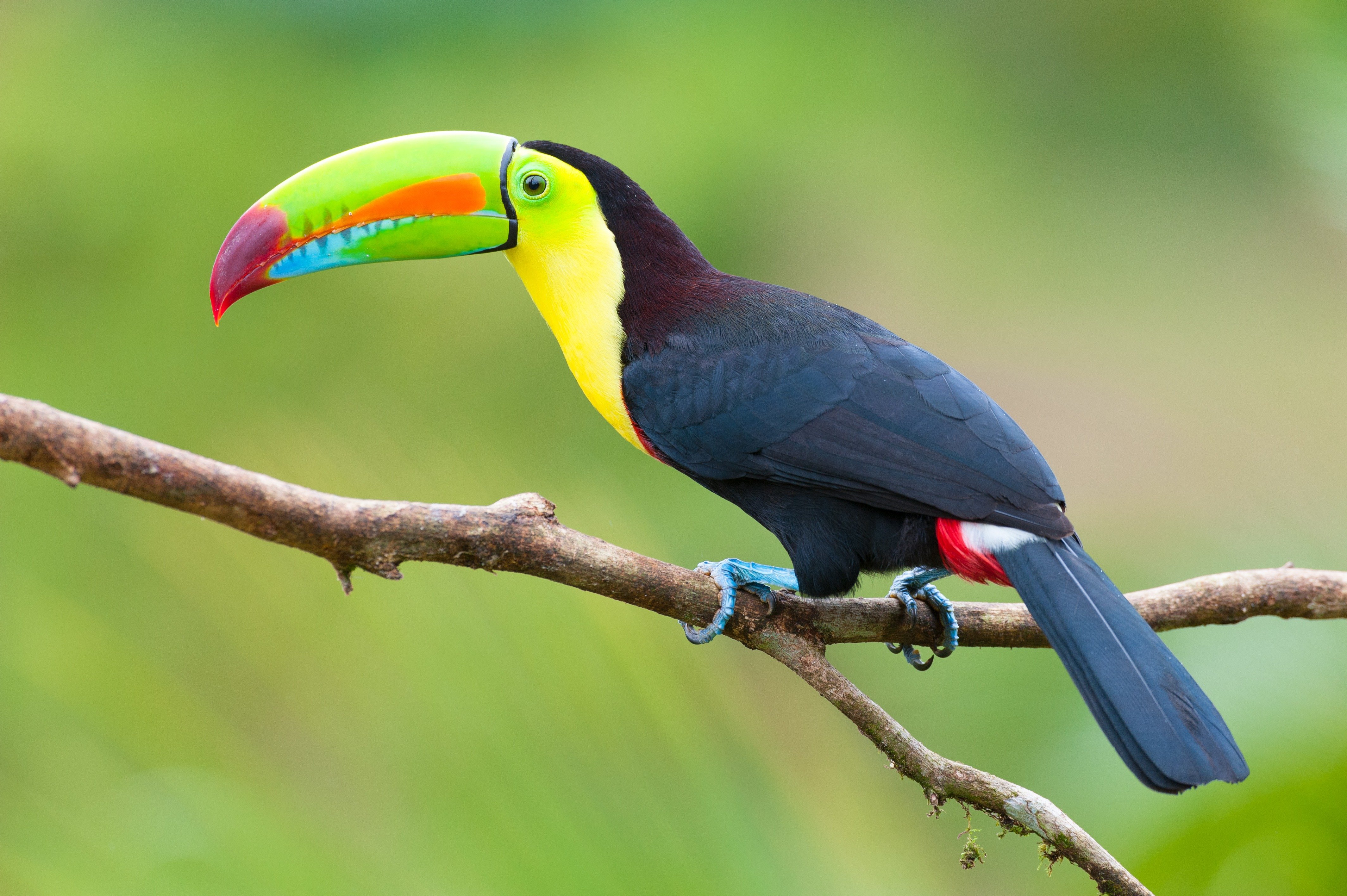 Экваториальные леса животные. Огнеклювый Тукан. Персик Тукан. Toucan Diet facts. Big Toucan facts.