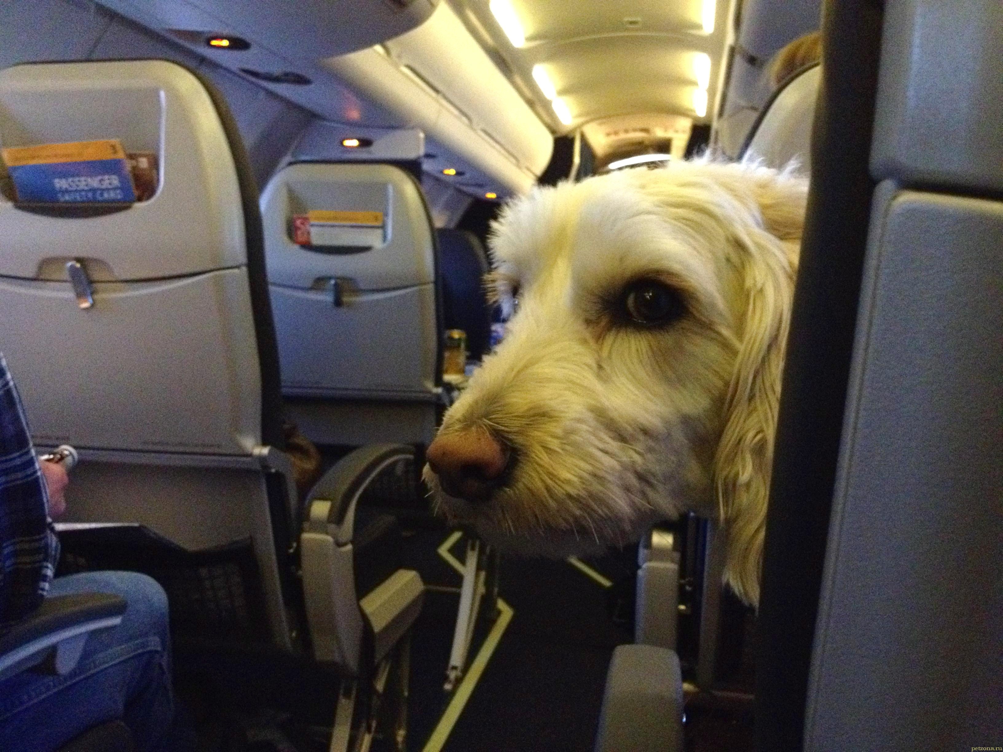 Можно с собакой в самолет. Собака в самолете. Животные в салоне самолета. Собака в салоне самолета. Собачка в самолете.