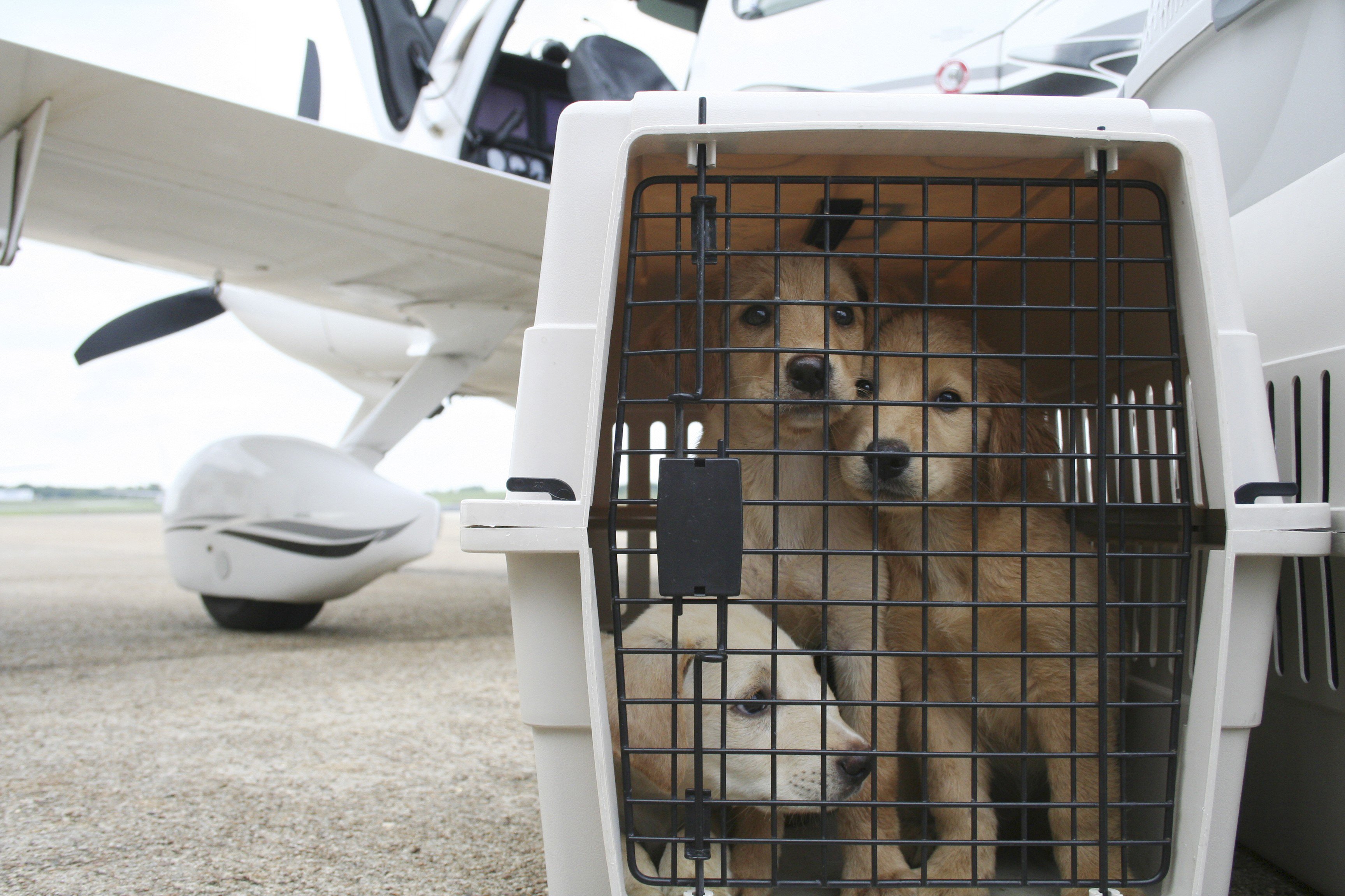 Можно с собакой в самолет. Отсек для перевозки животных в самолете. Перевозка собак в самолете. Багажный отсек для животных. Багажный отсек для животных в самолете.