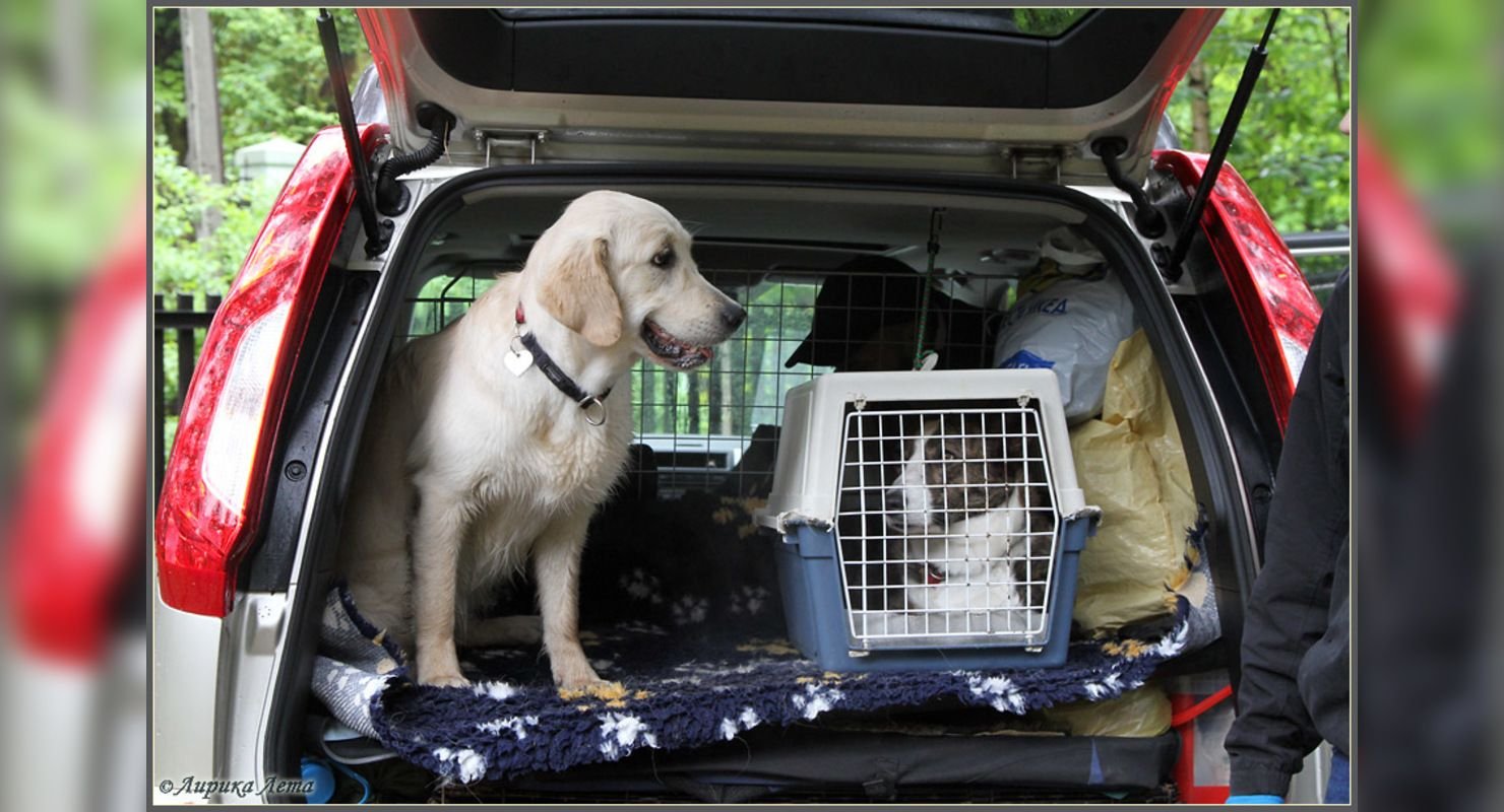 Можно ездить на собаке. Перевозка собак в машине. Собака в машине. Перевозка кошек в автомобиле. Клетка для собаки в машину.