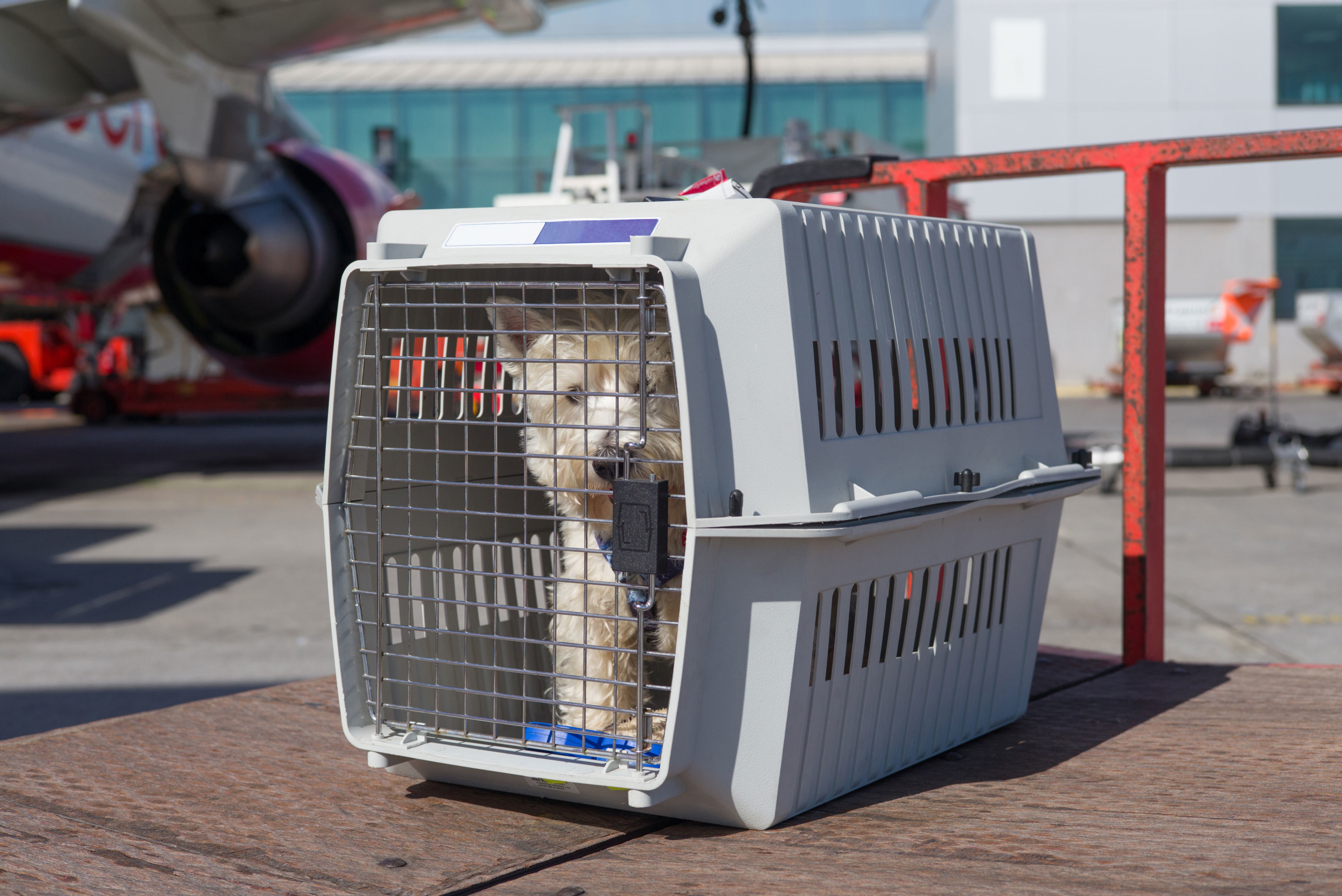 В самолет можно кот. Контейнер для перевозки собак в самолете. Клетки для авиаперевозки животных. Переноски для животных в самолете. Коробки для перевоза животных.