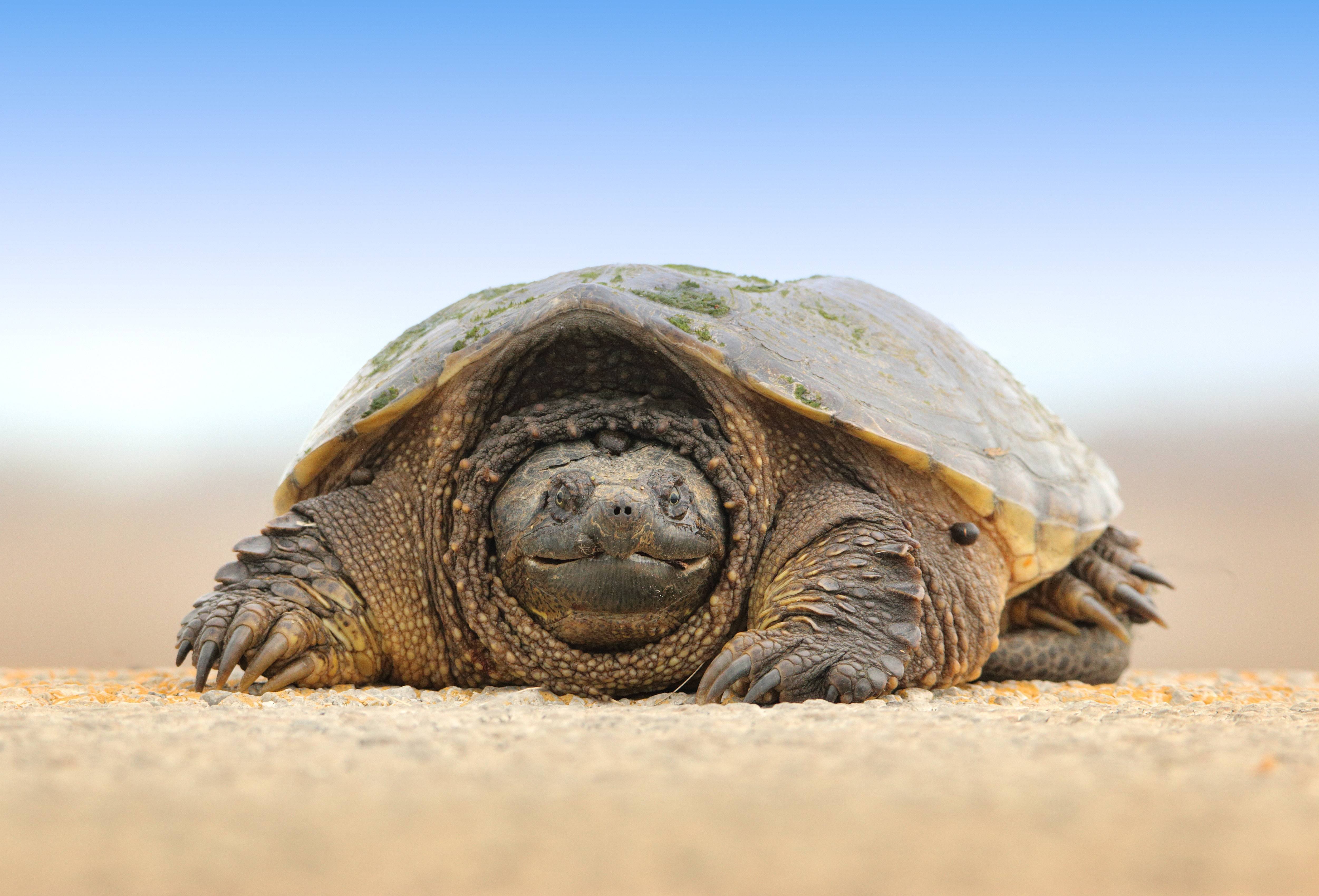 Какие черепахи относятся к морским. Черепахи Turtle Tortoise. Пресмыкающиеся черепахи. Сухопутная черепаха и морская черепаха. Сухопутная черепаха.