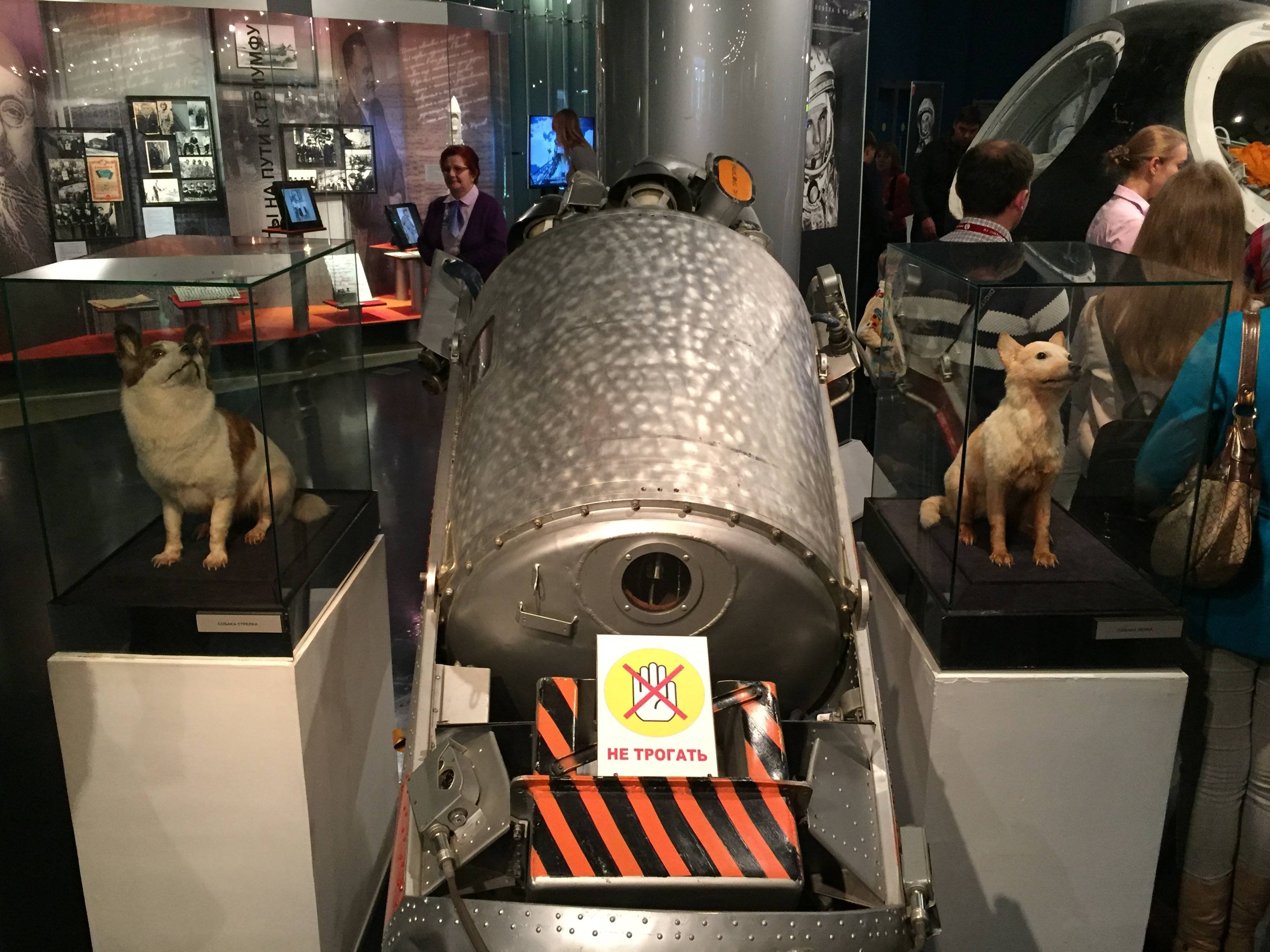 Спутник 5 собаки. Белка и стрелка в музее космонавтики. Белка и стрелка чучела в музее. Музей космонавтики белка и стрелка чучело. Спутник 5 белка и стрелка.