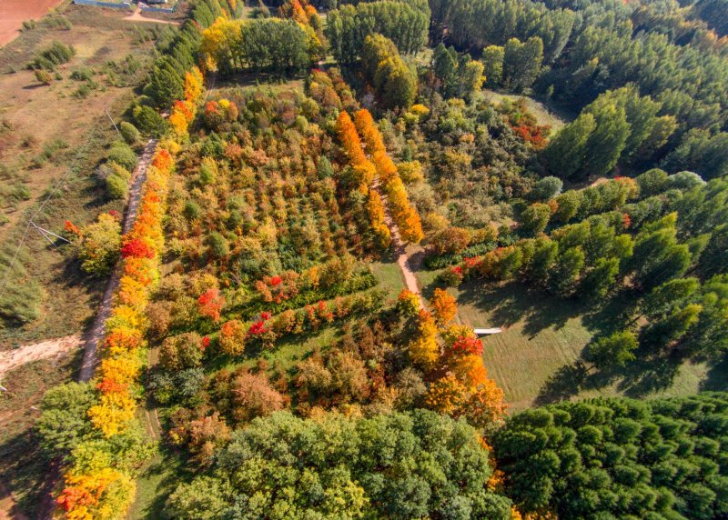 Лесной массив аэрофотосъемка