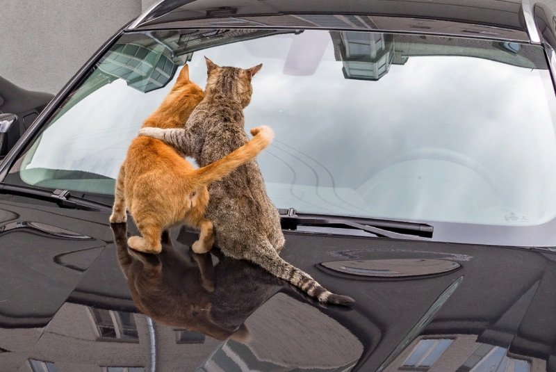 Кошачий автомобиль