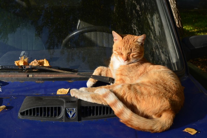 Рыжий котик на автомобиле