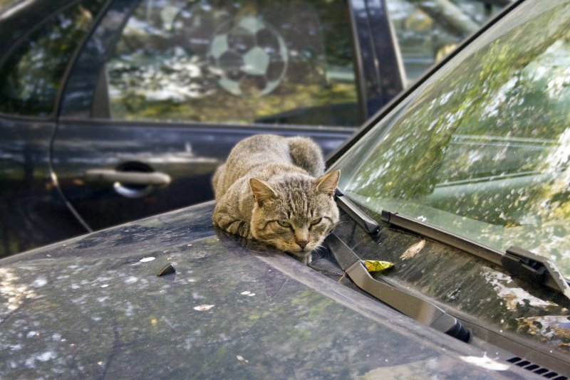 Котик в машине