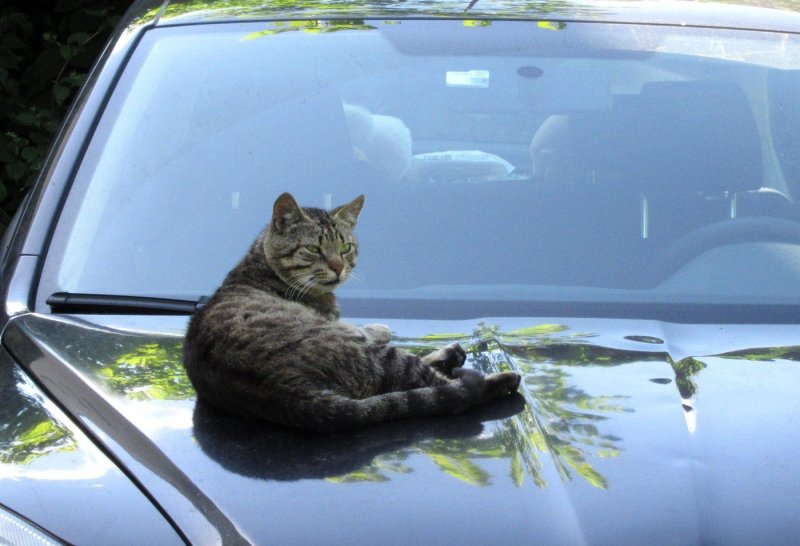 Коты в машине