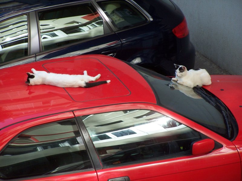 Коты на крыше авто