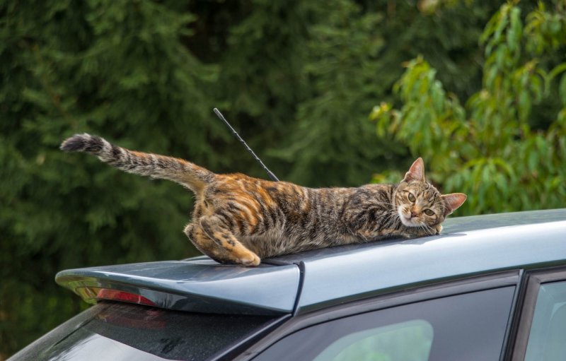 Кошачий автомобиль