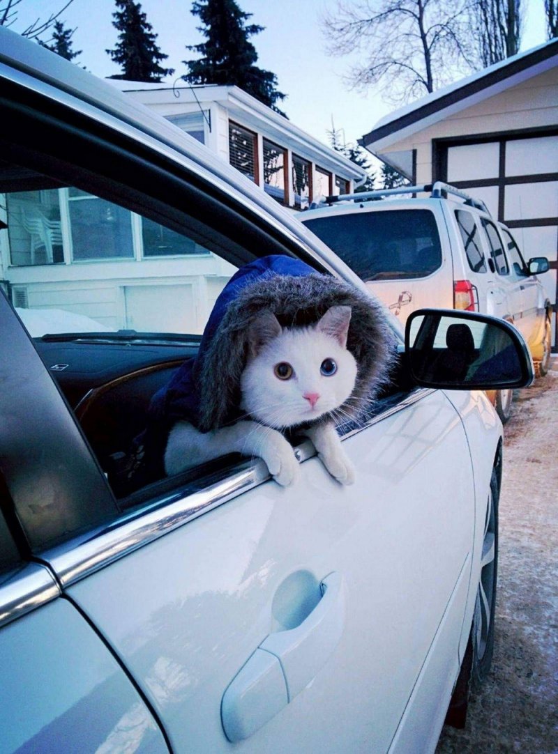 Кошачий автомобиль
