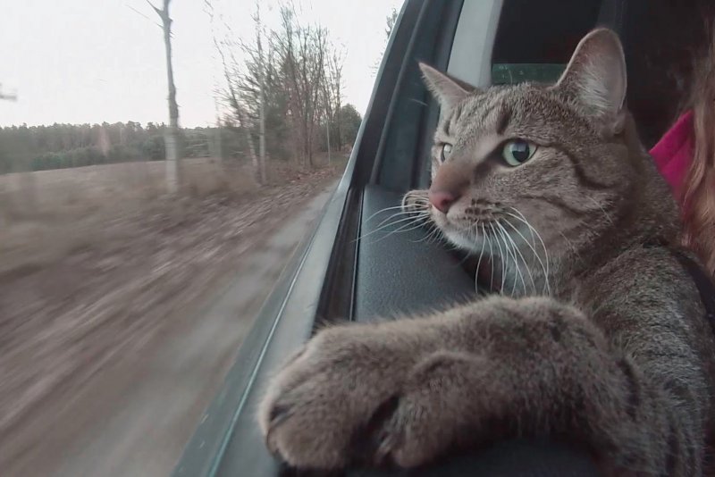 Кот едет