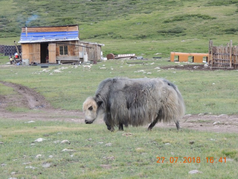 Кош Агач казахи