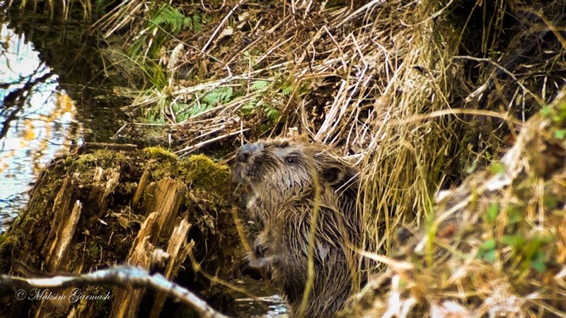 Beaver 3d модель