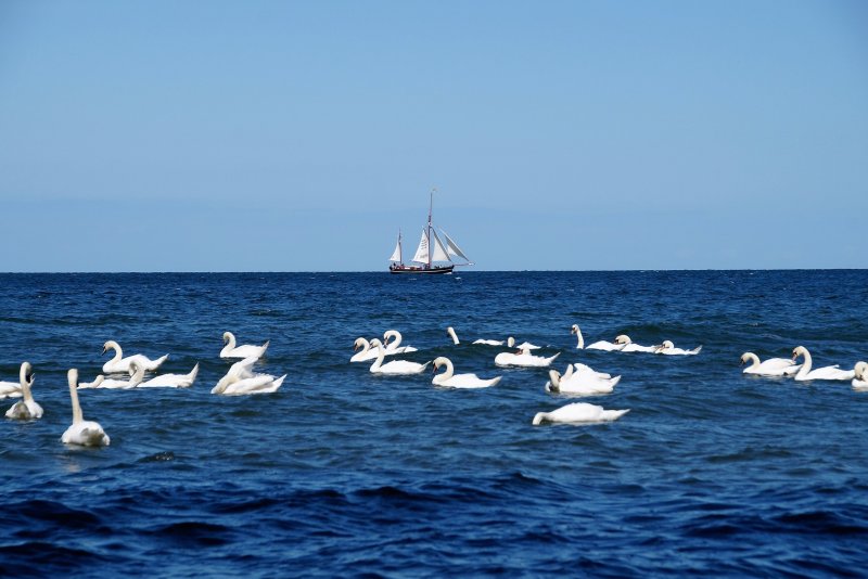 Балтийское море Эстония корабль лебедь