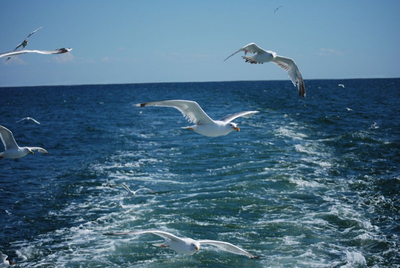 Море, Чайки