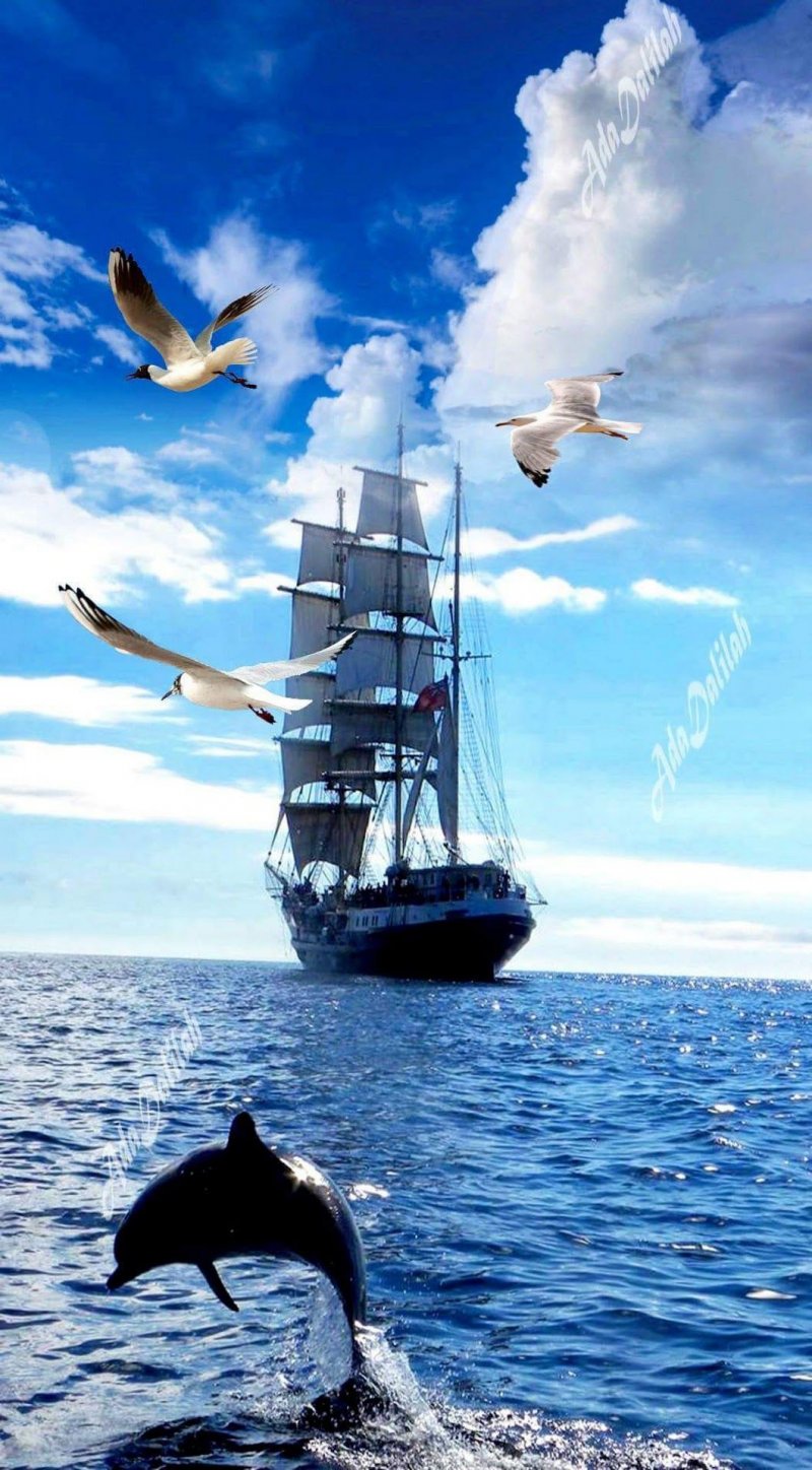 Чайки, корабль и море
