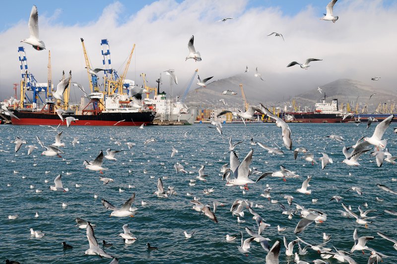 Море Чайка Новороссийск