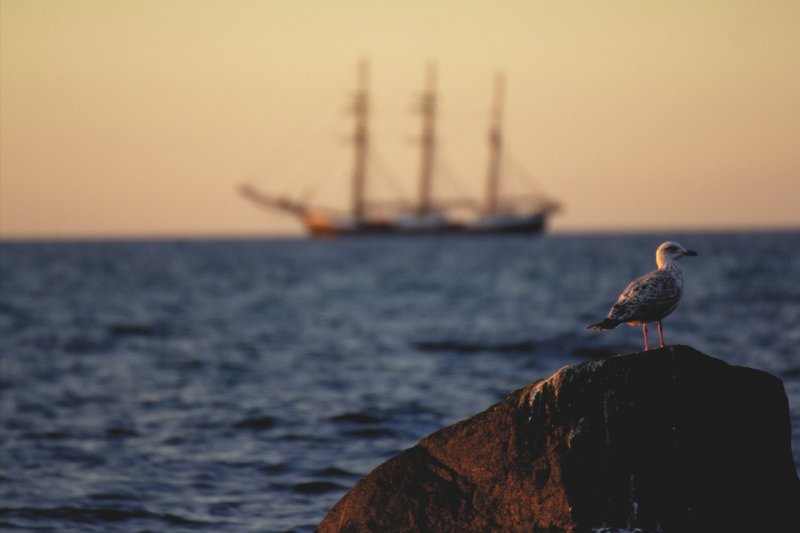Чайки, корабль и море