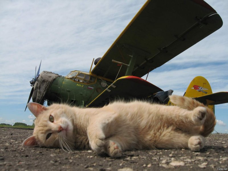 Кот на аэродроме