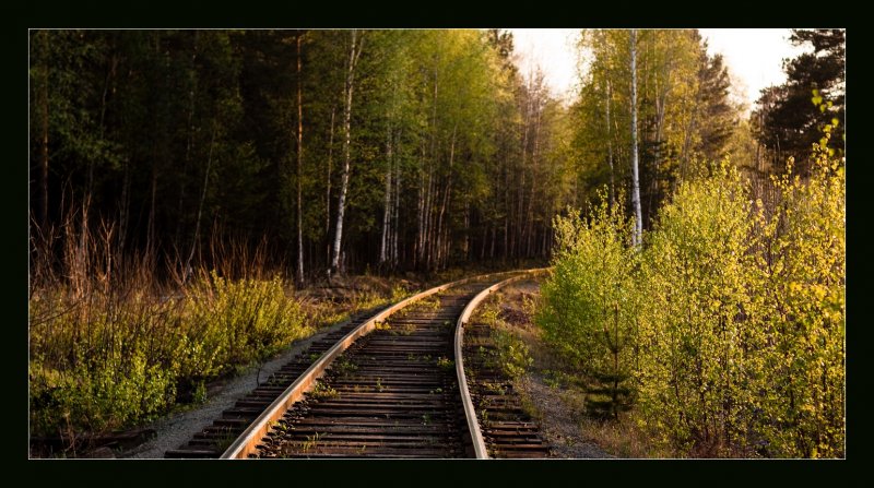 ЖД пути в лесу