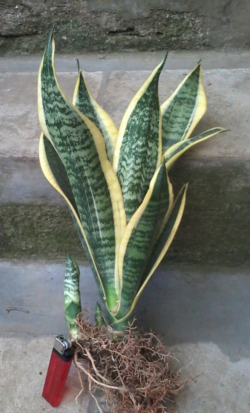 Snake Plant перевод