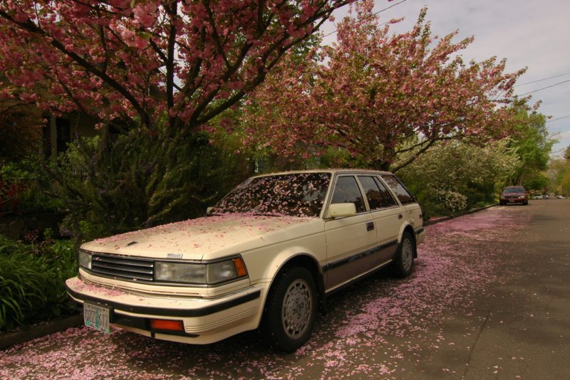 Nissan maxima Wagon