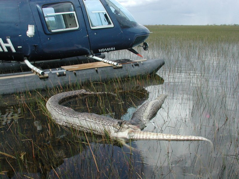 Everglades National Park наводнение