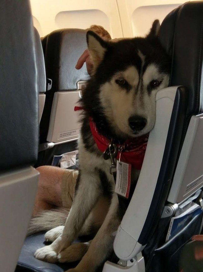Собака в самолете