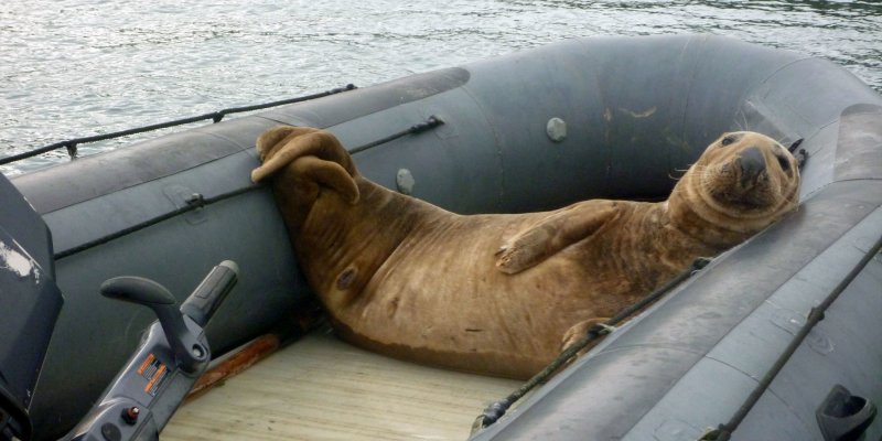 Tired of Life first Wave Marine landing