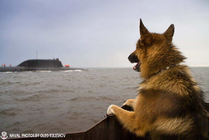 Морская собака субмарина
