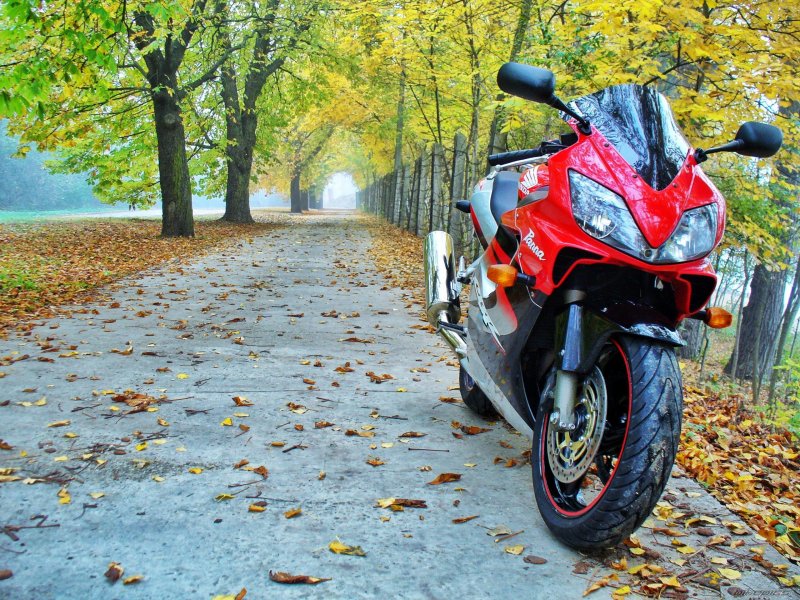 Хонда CBR 600 f4i природа
