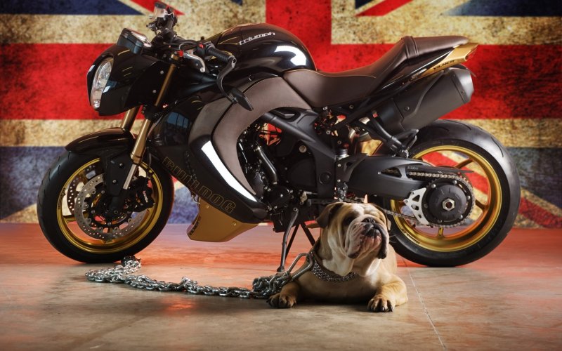 Honda бульдог