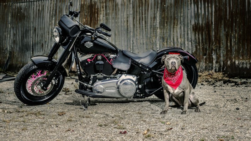 Harley Davidson обои 4k