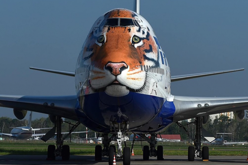 Боинг 747 Трансаэро тигр