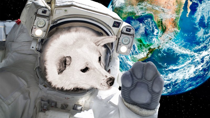 Белка и стрелка полет в космос