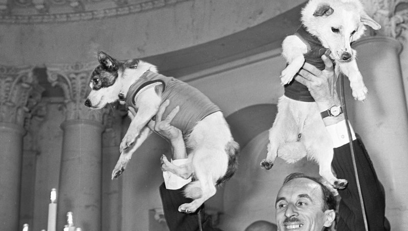 Белка и стрелка полёт в космос 1958