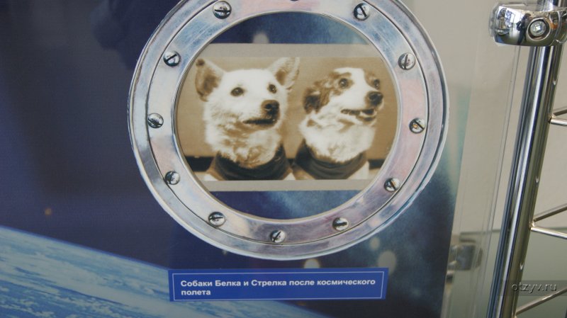 Белка и стрелкакосмонавт