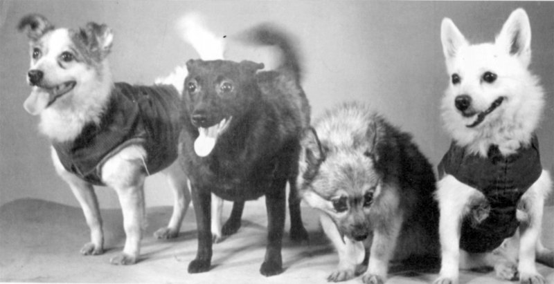 Белка и стрелка полёт в космос 1958
