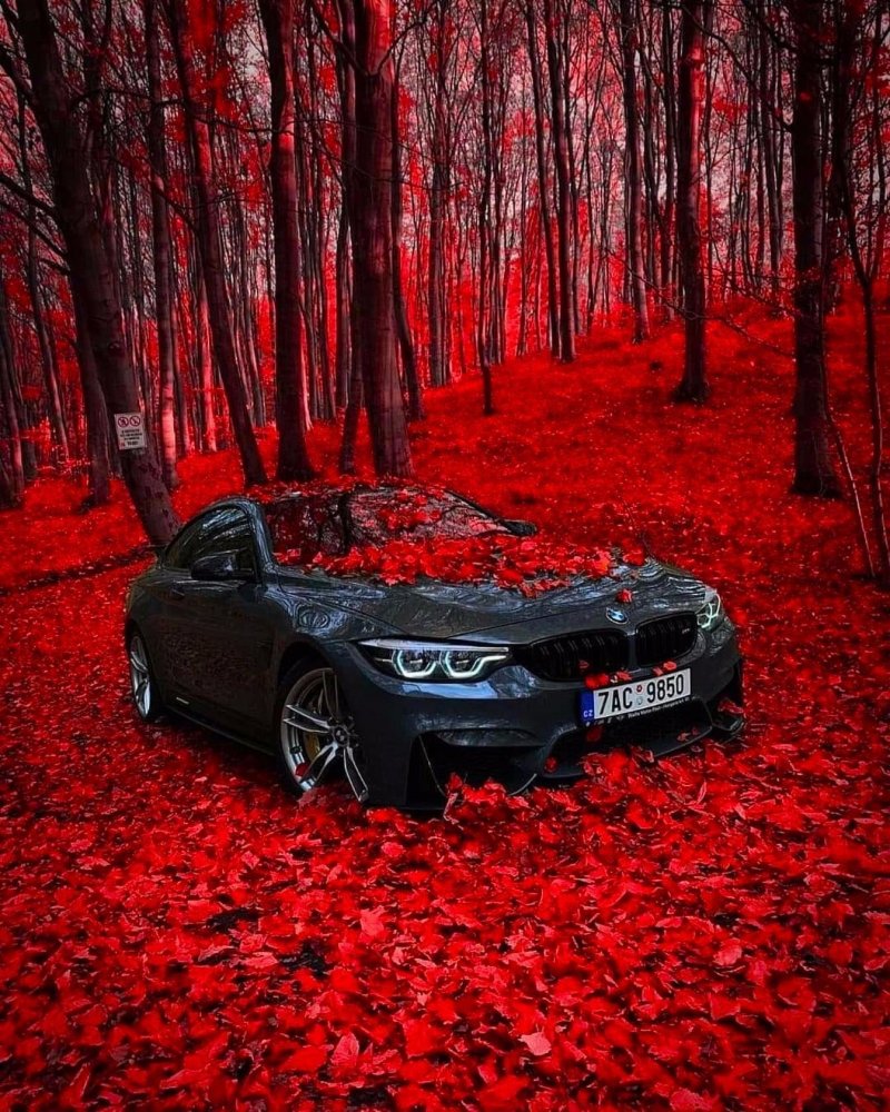 Автомобиль в лесу