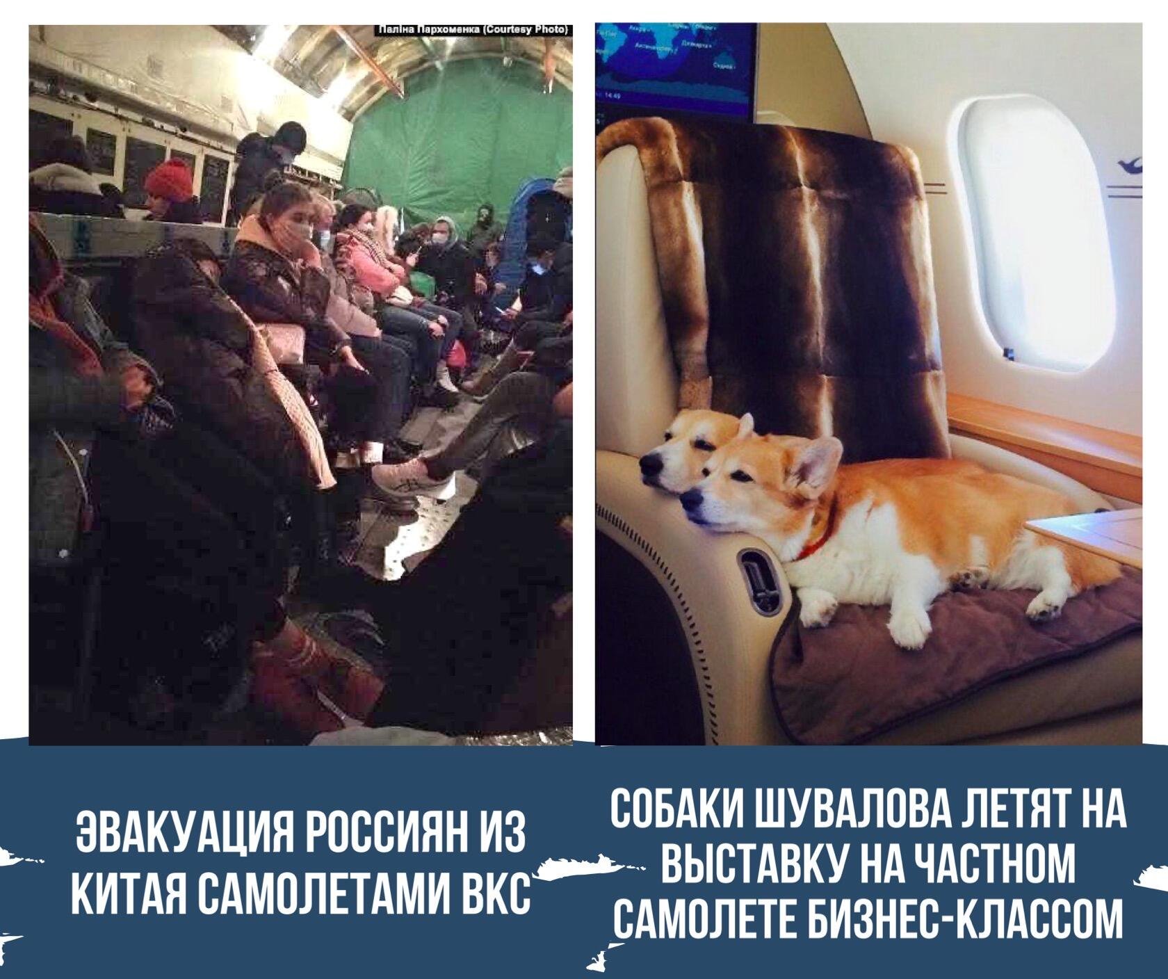 Собака Шувалова на самолете