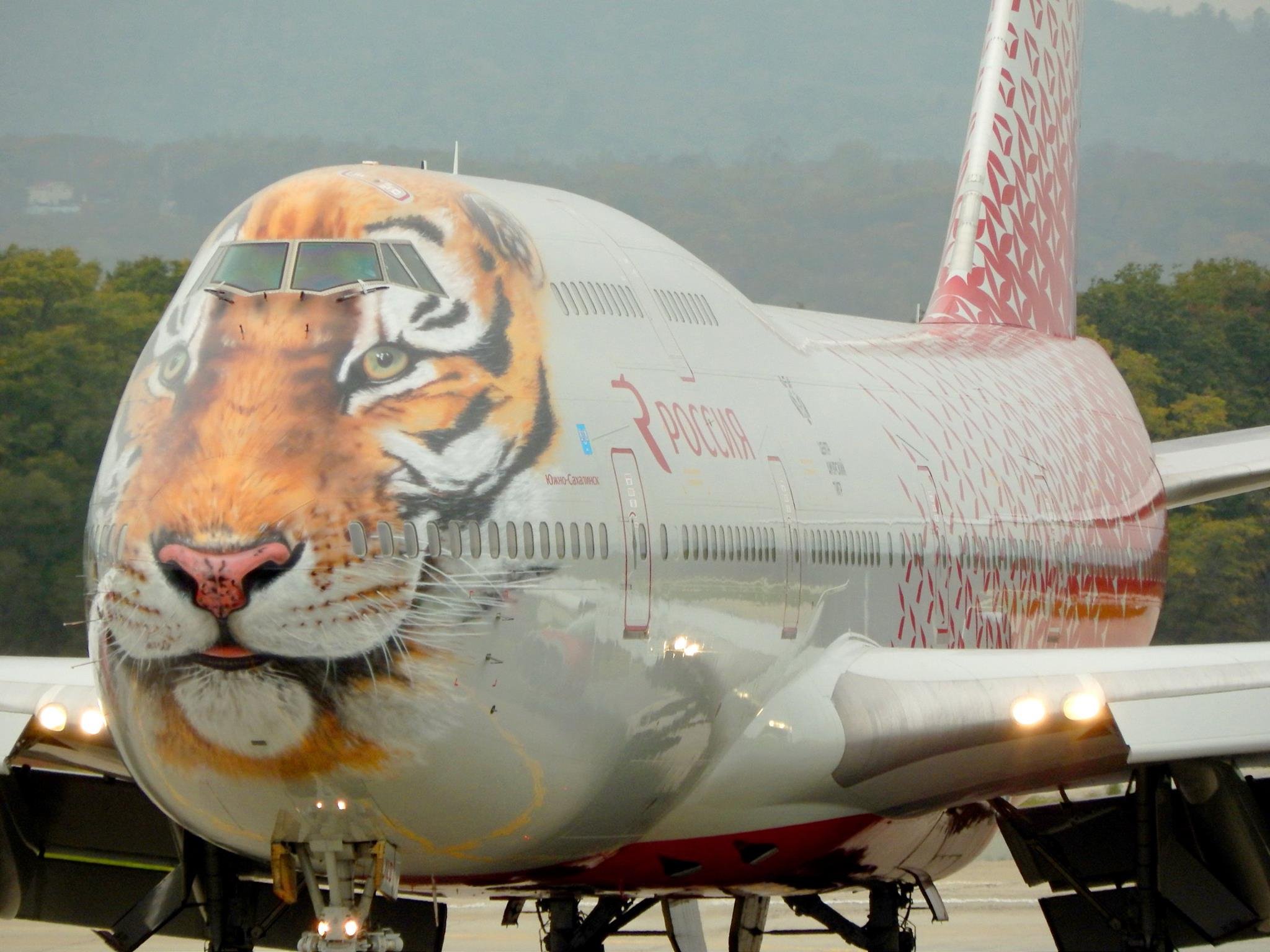 Морда самолета. Боинг 747-400 Тигролет. Боинг 747 Тигролет. Боинг 747 тигр. Боинг 777 Тигролет.