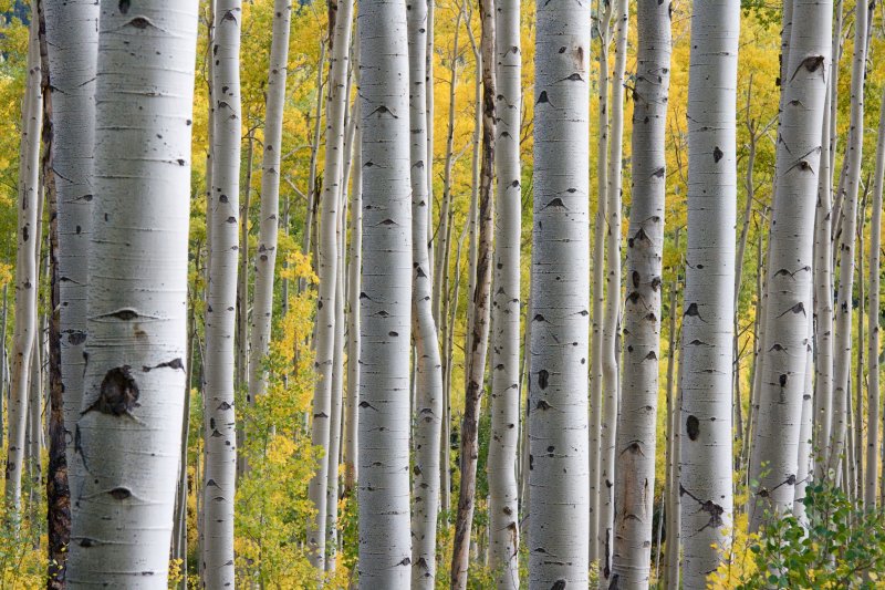 Birch various Music