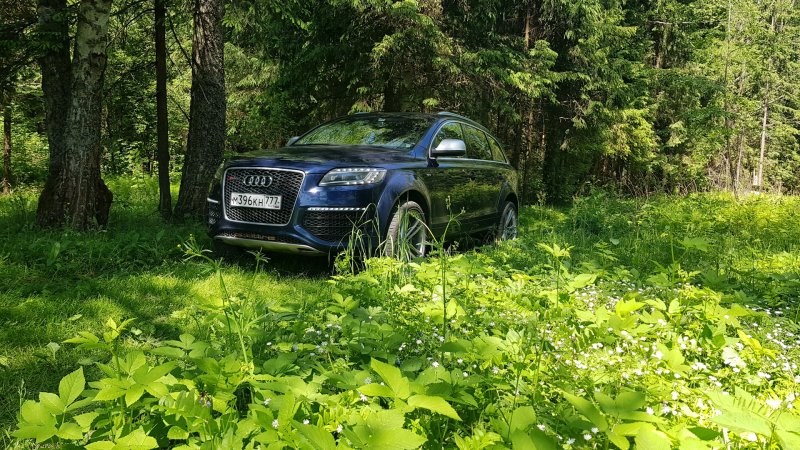 Audi q8 лесу