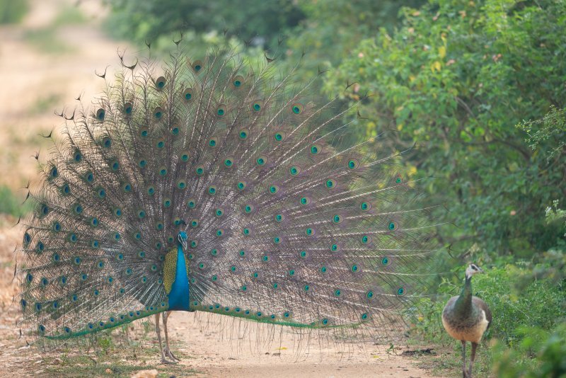 Синекрылый Павлин (Pavo muticus)
