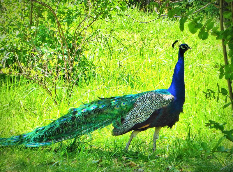 Фотография фазана с раскрытым хвостом