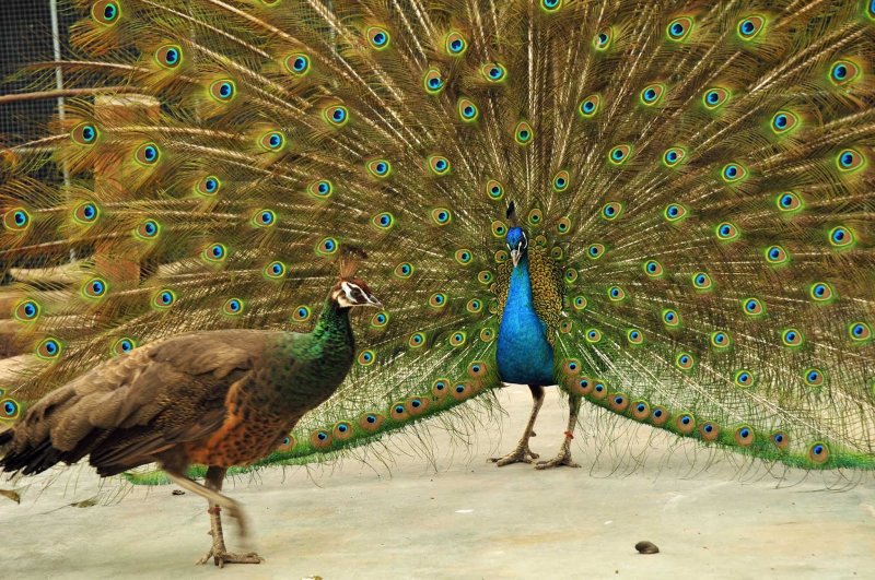 Павлин зимой