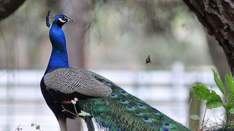 Павлин в тропическом лесу