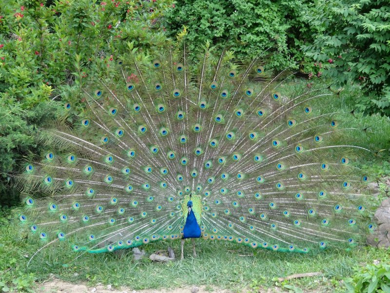 Национальная птица Индии