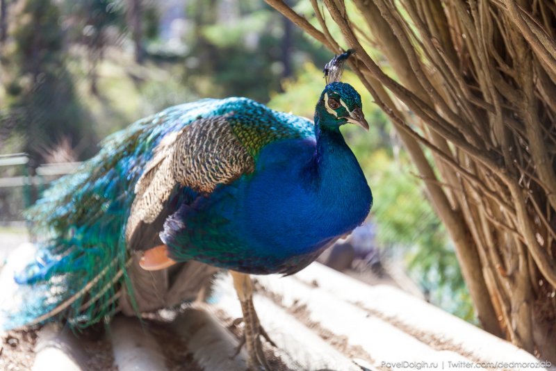 Африканский Павлин